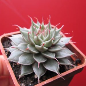 Graptopetalum   Silver Star