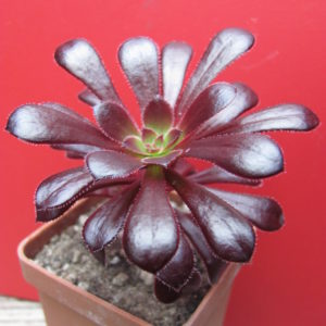 Aeonium   Schwarzkopf