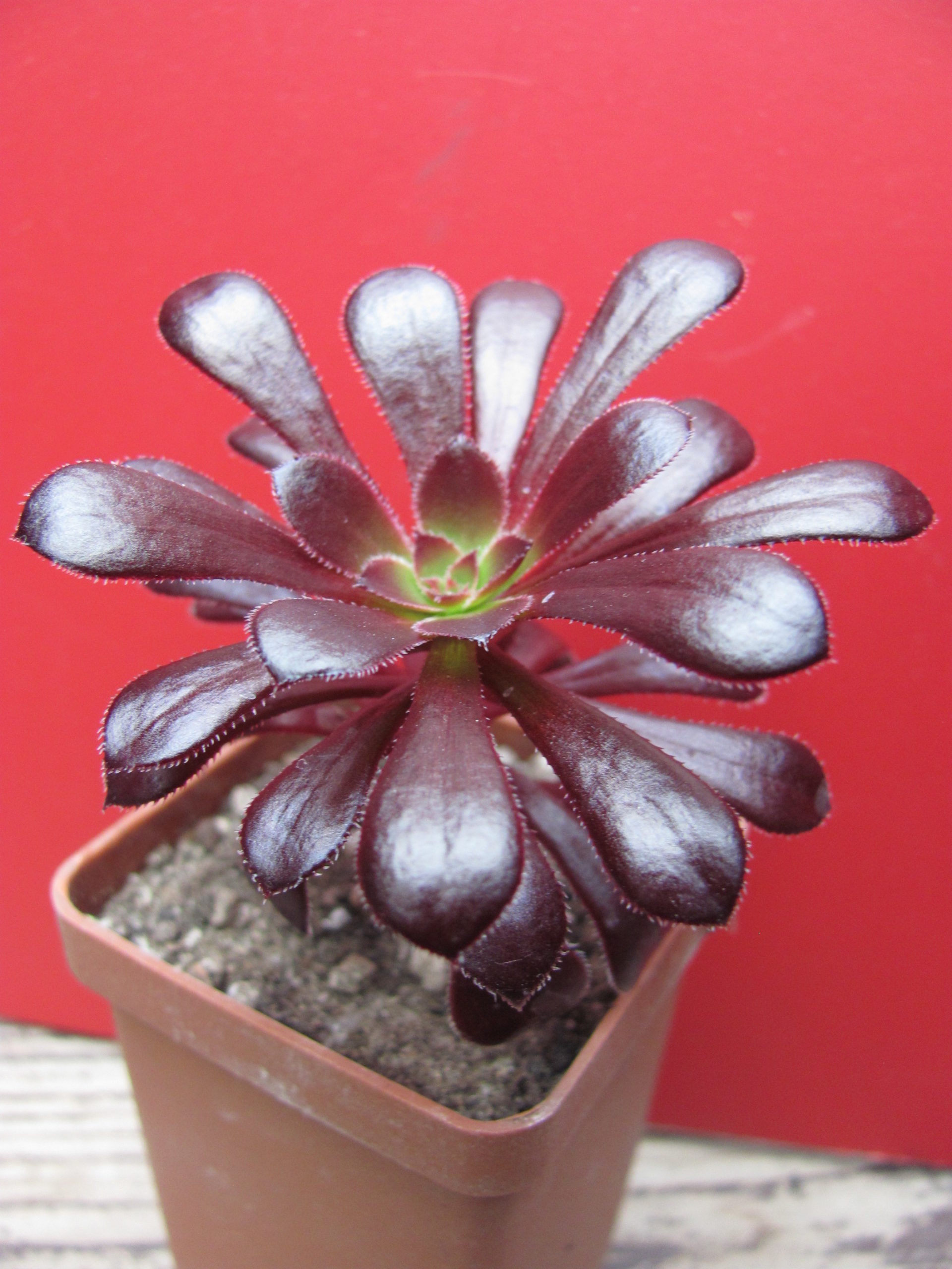 Aeonium Schwarzkopf