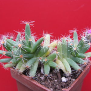 Trichodiadema   densum