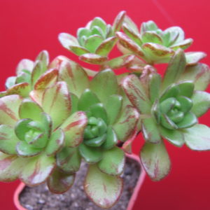 Aeonium sedifolium  hybr.