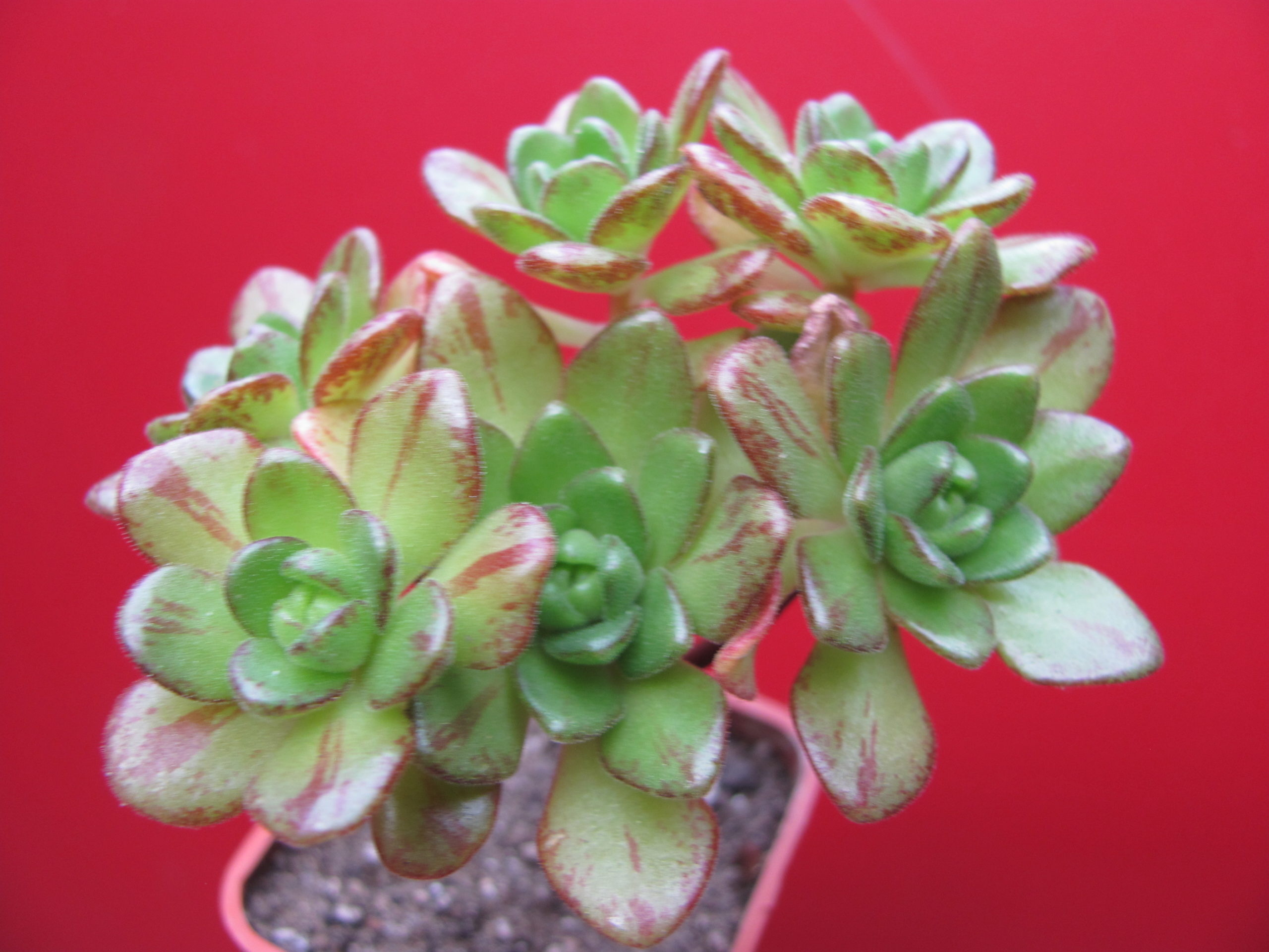 Aeonium sedifolium hybr.