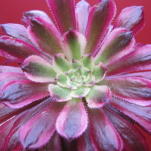 Aeonium   Mardi  Gras