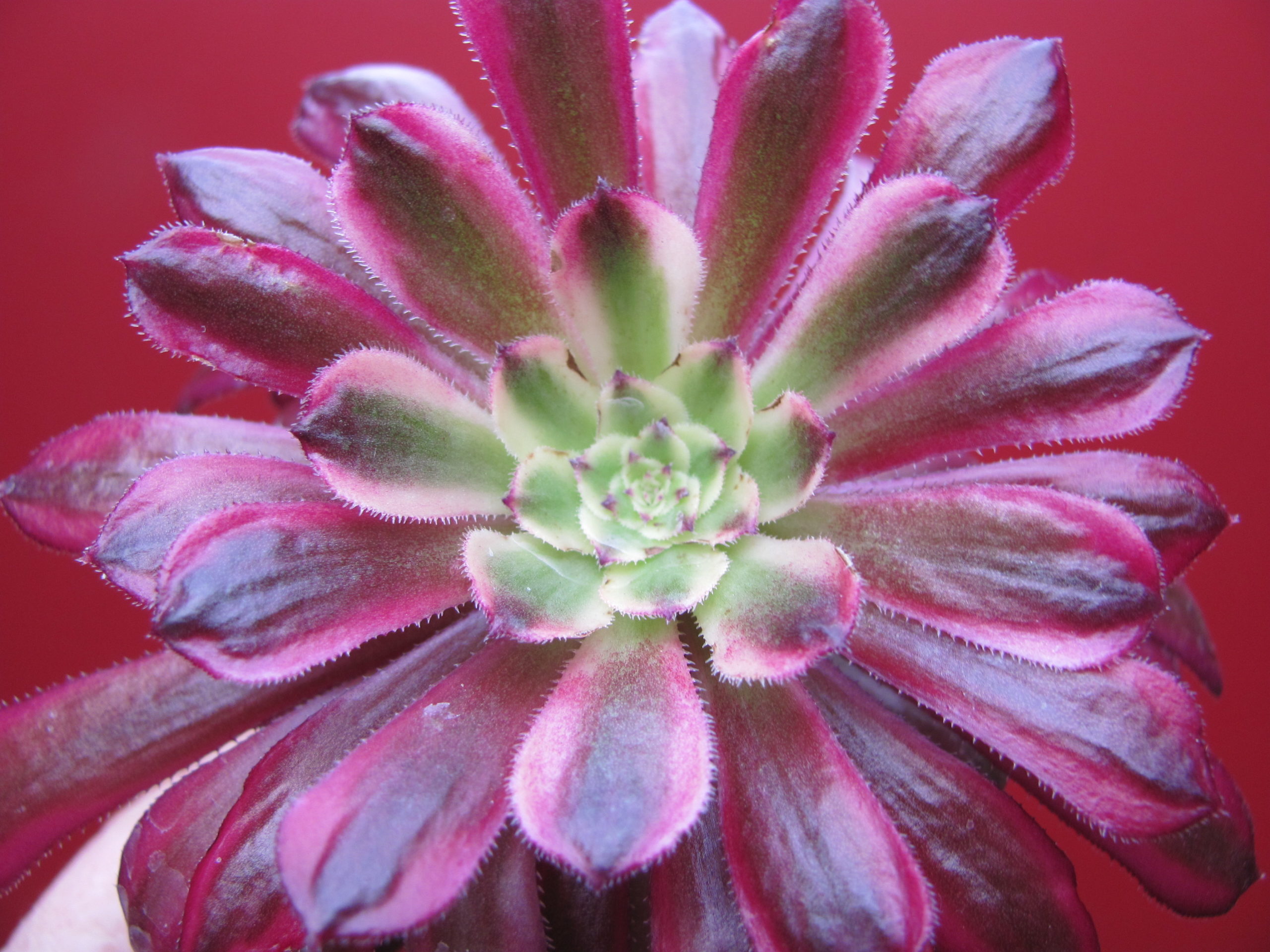 Aeonium Mardi Gras