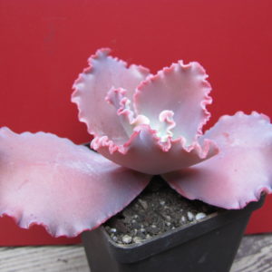 Echeveria  Silveron  Red