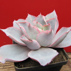 Echeveria  Afterglow