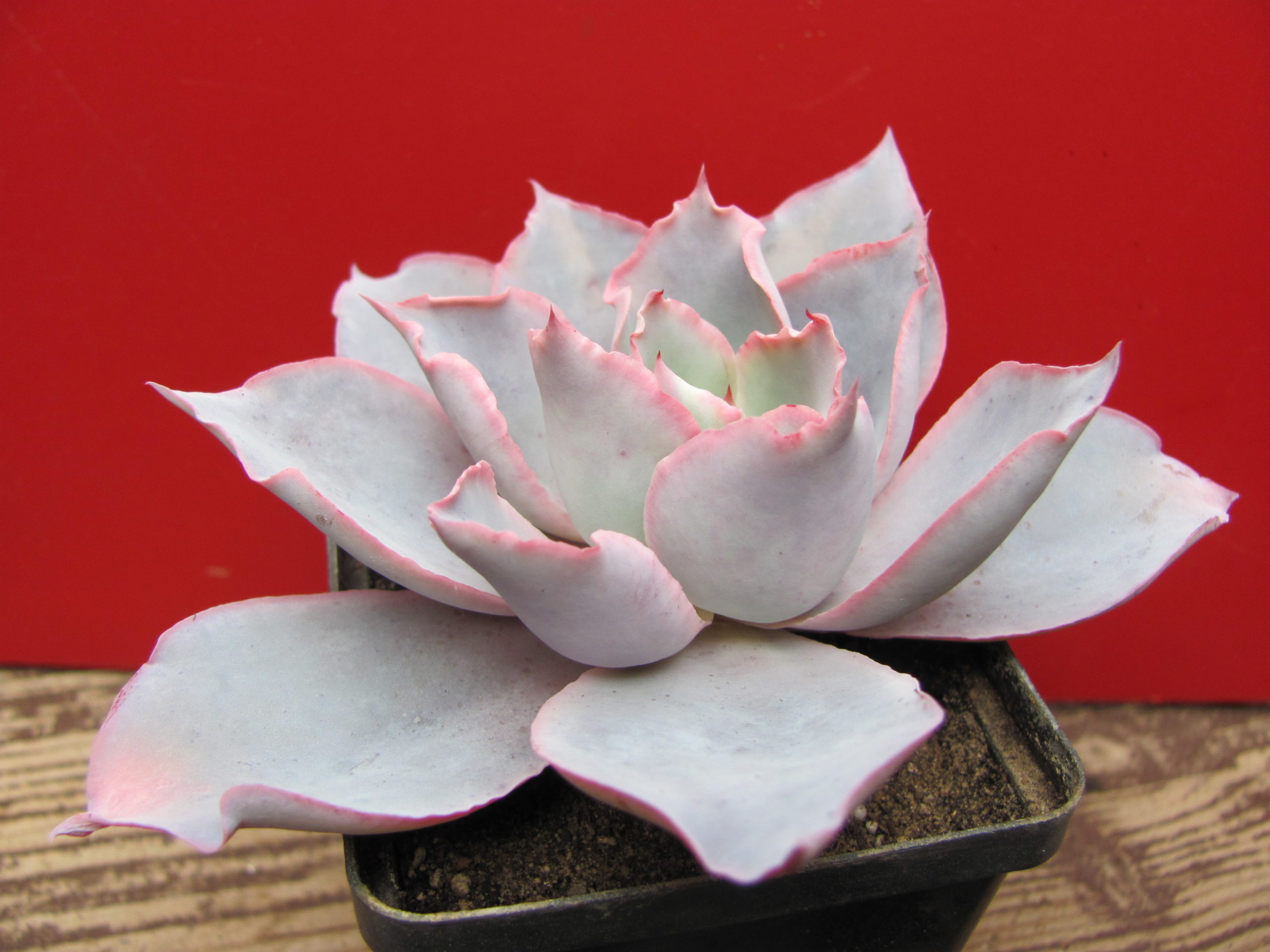 Echeveria  Afterglow