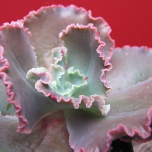 Echeveria  Zorro