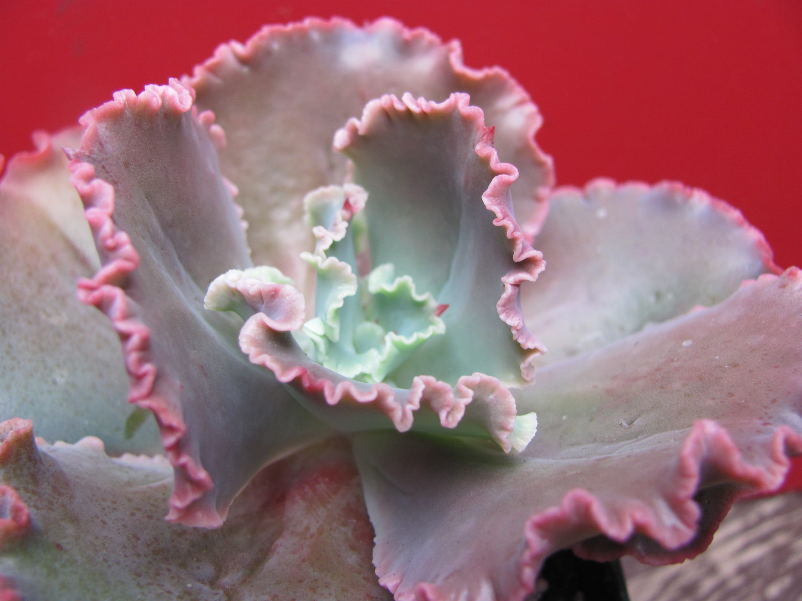 Echeveria  Zorro