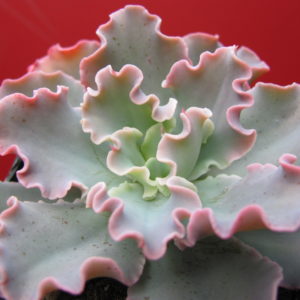 Echeveria    Blue  Curls