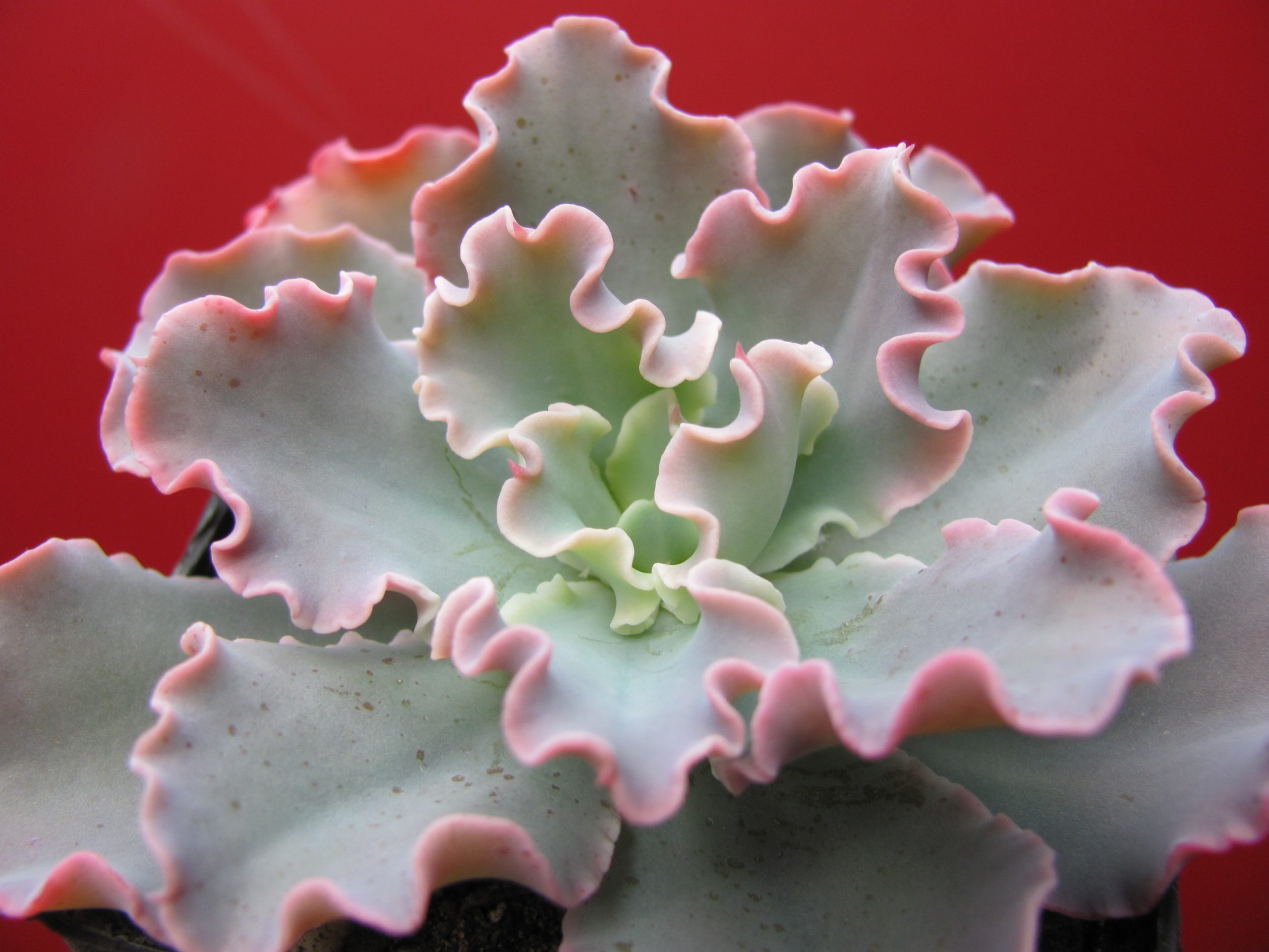 Echeveria    Blue  Curls