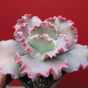 Echeveria  Aguarius  Red