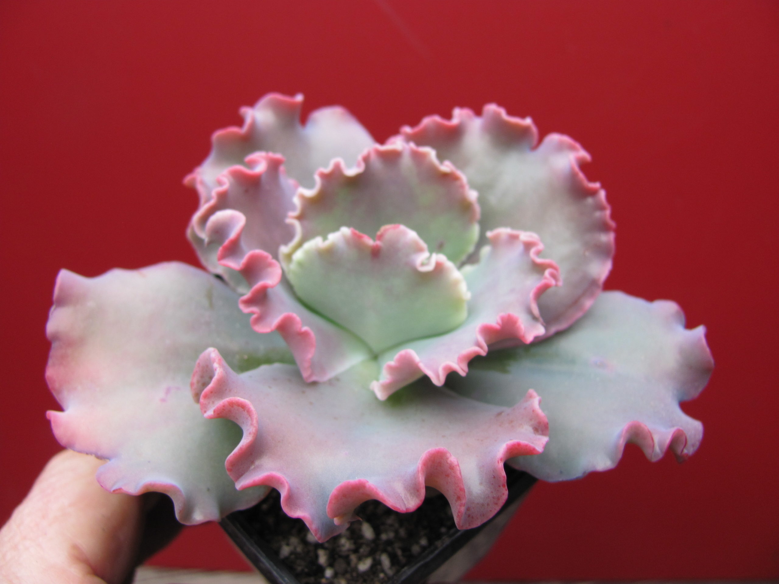 Echeveria  Aguarius  Red