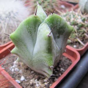 Lemairocereus   pruinosus