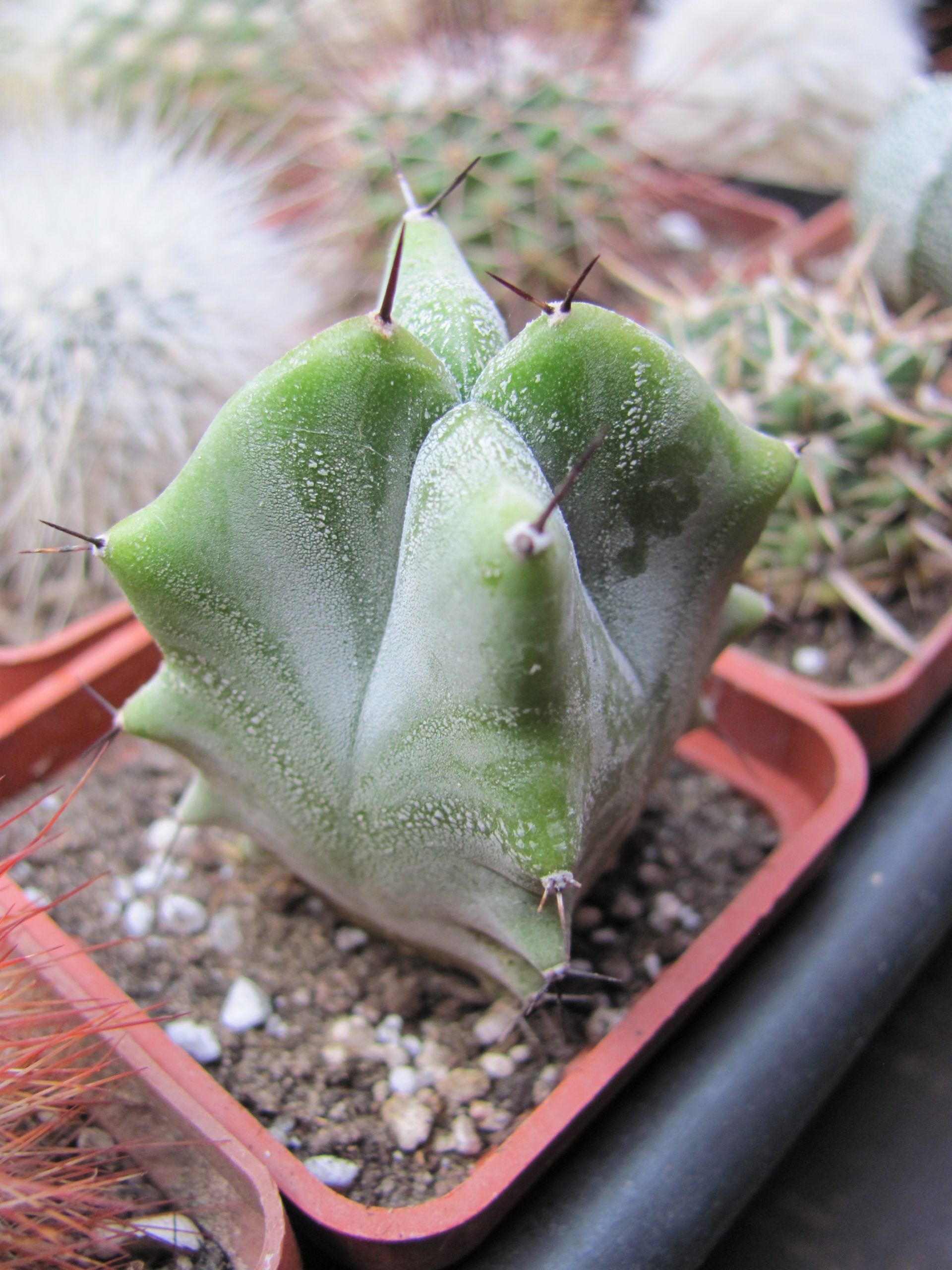 Lemairocereus pruinosus
