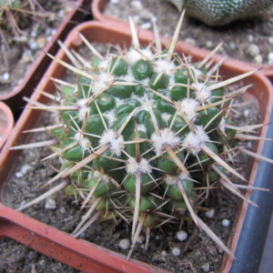 Notocactus  turecekianus