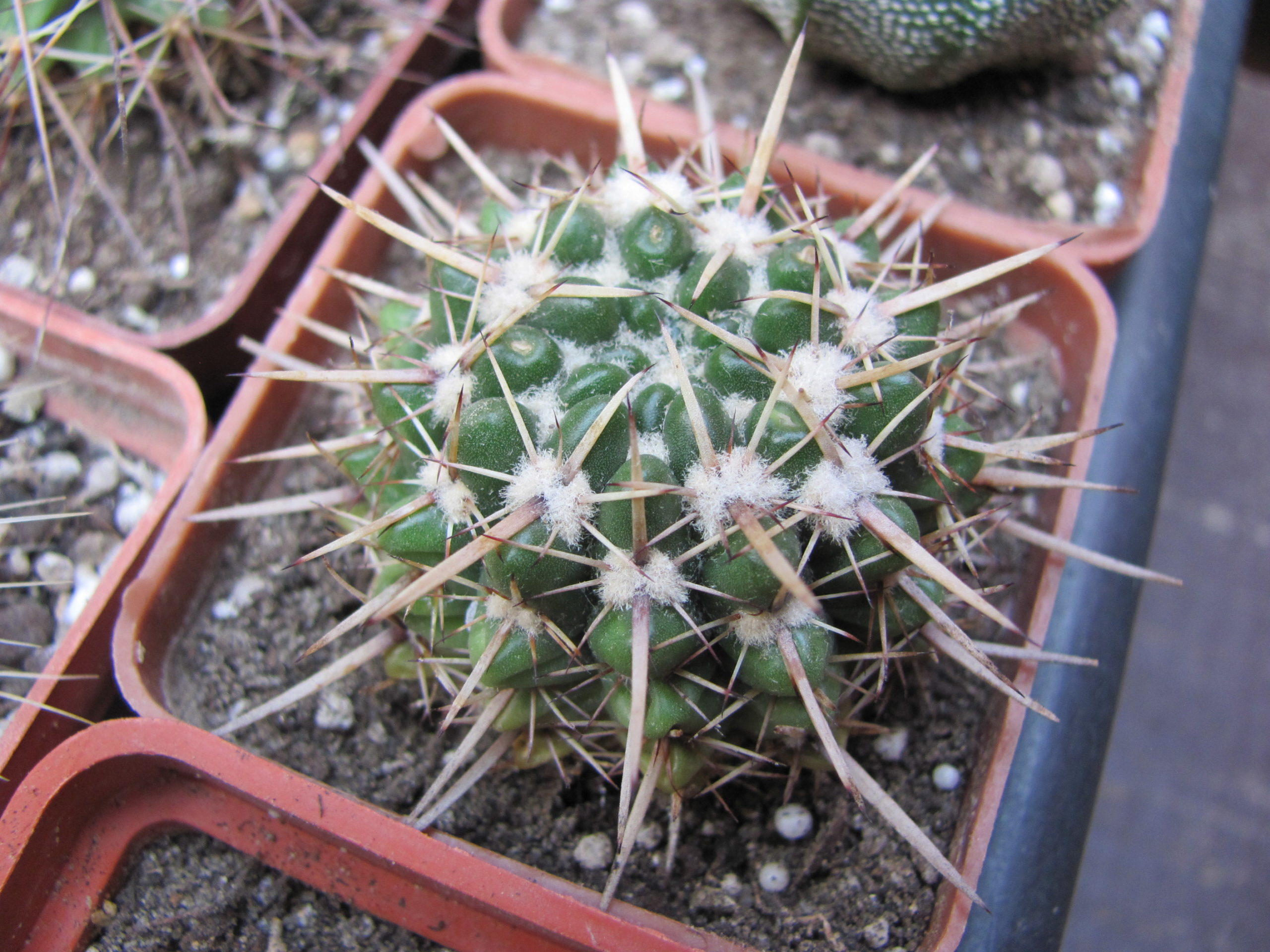 Notocactus  turecekianus