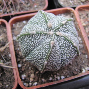 Astrophytum coahuilense x Hanazono