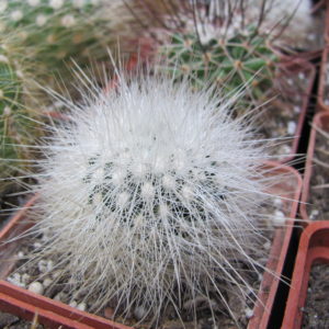 Echinomastus  macdowellii