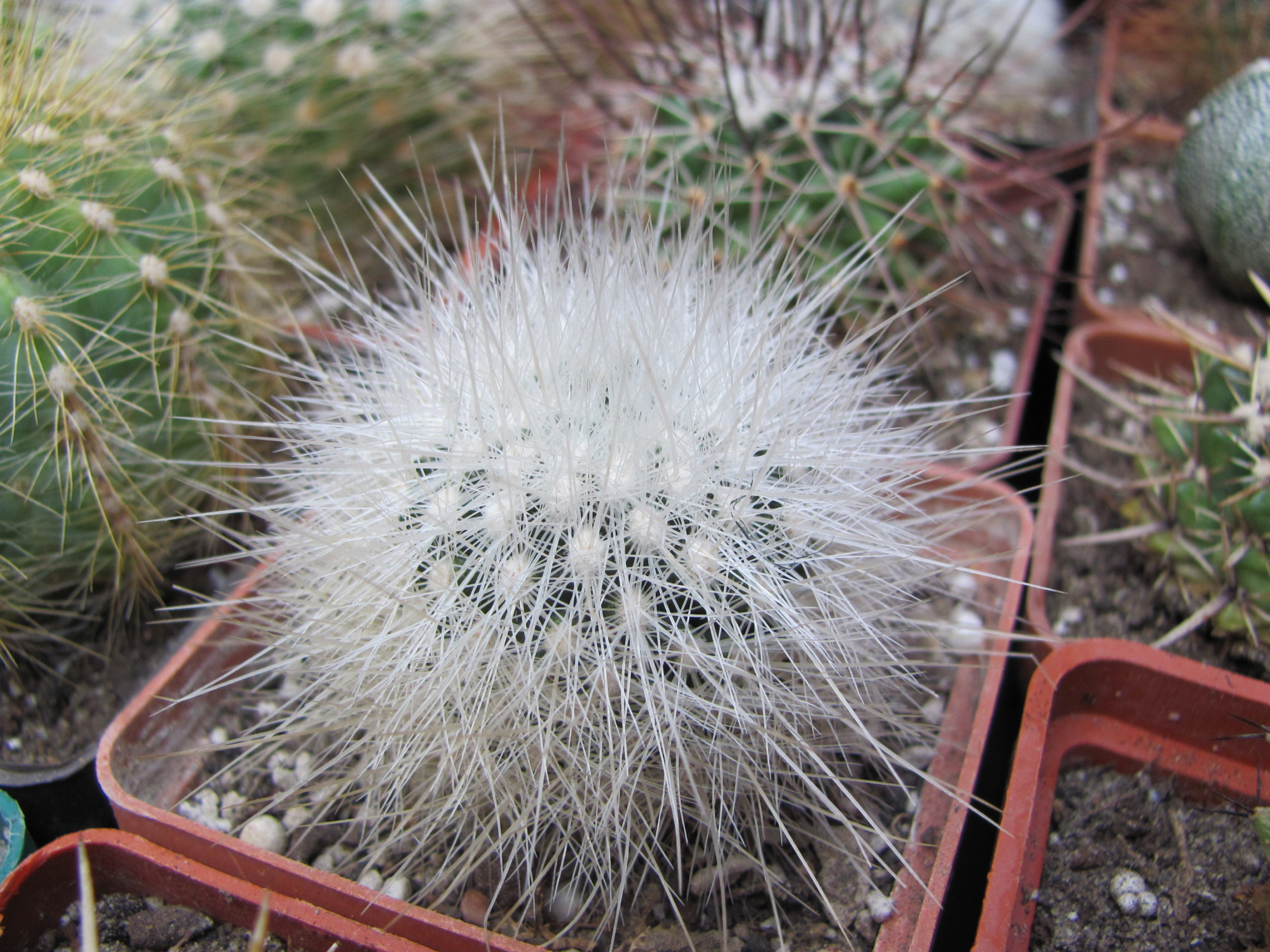Echinomastus  macdowellii