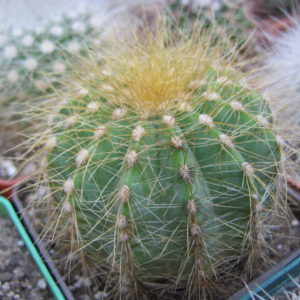Eriocactus  magnificus