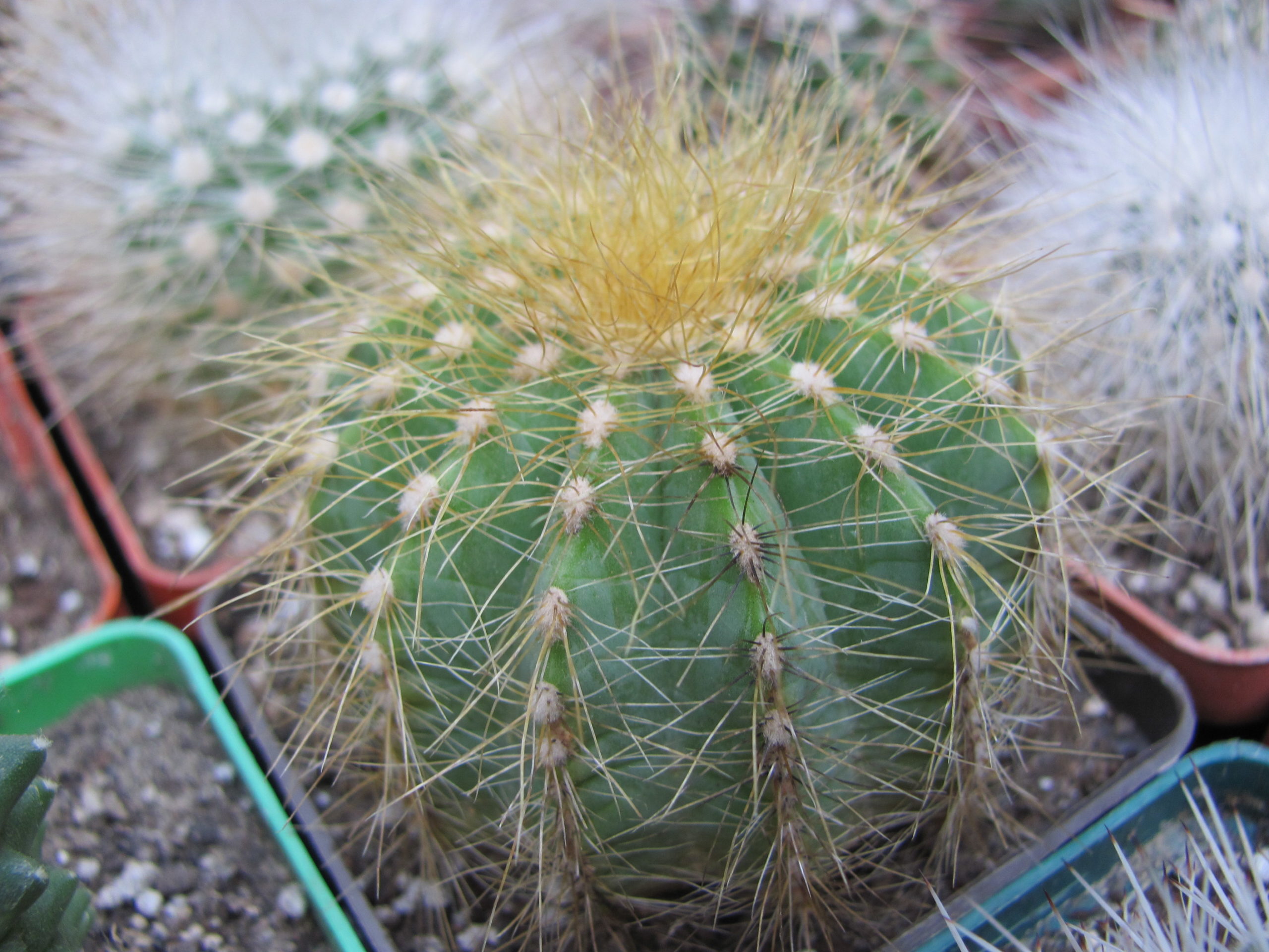 Eriocactus  magnificus