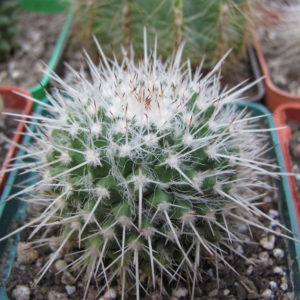 Mammillaria  nejapensis   longispina