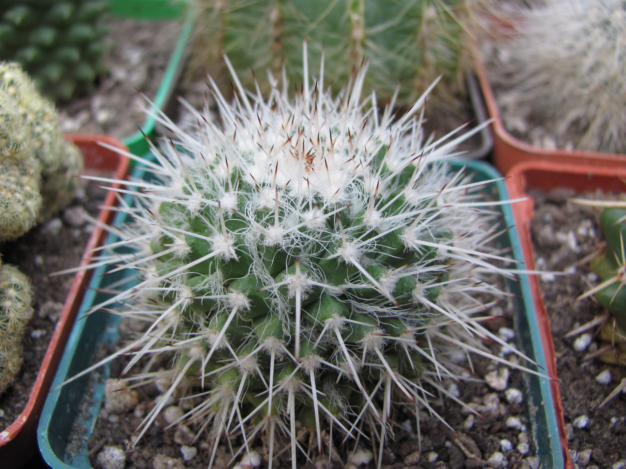 Mammillaria  nejapensis   longispina