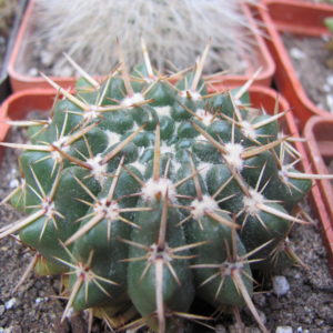 Notocactus   turecekianus