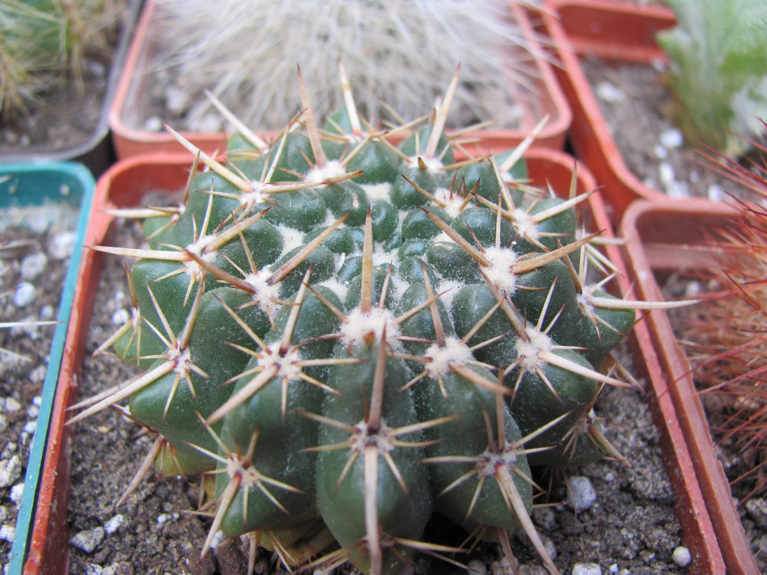 Notocactus   turecekianus
