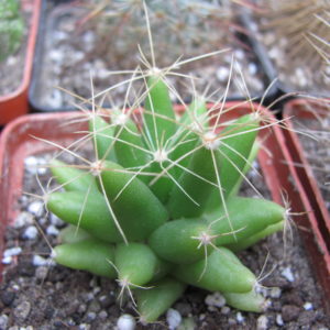 Dolichothele   longimamma