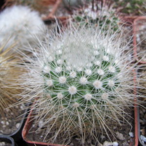 Parodia   nivosa