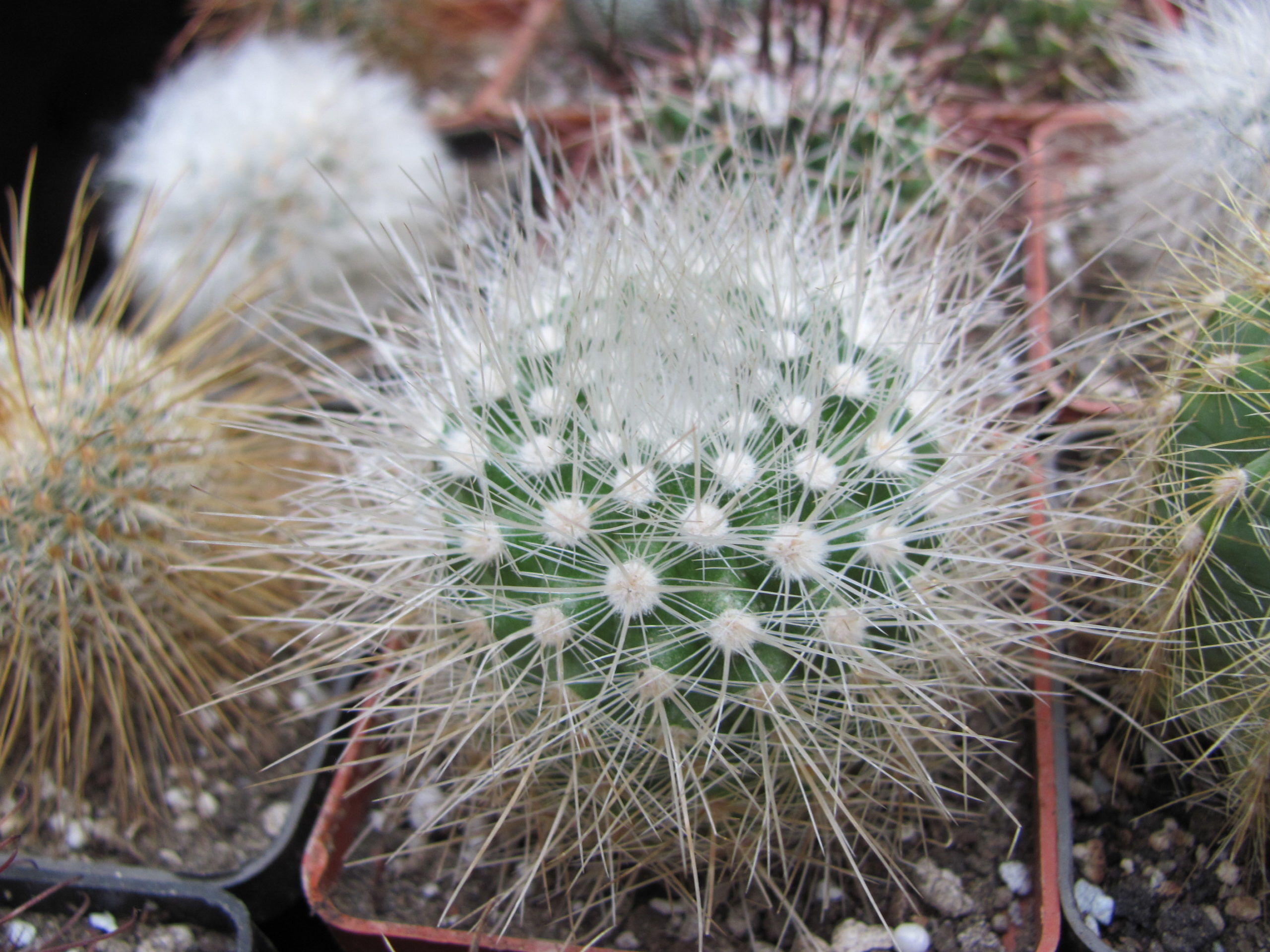 Parodia   nivosa
