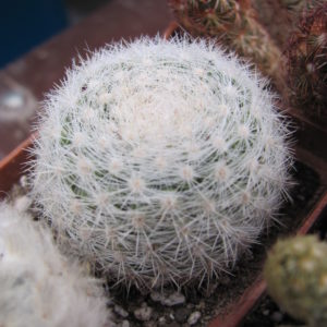 Mammillaria   ortiz - rubion