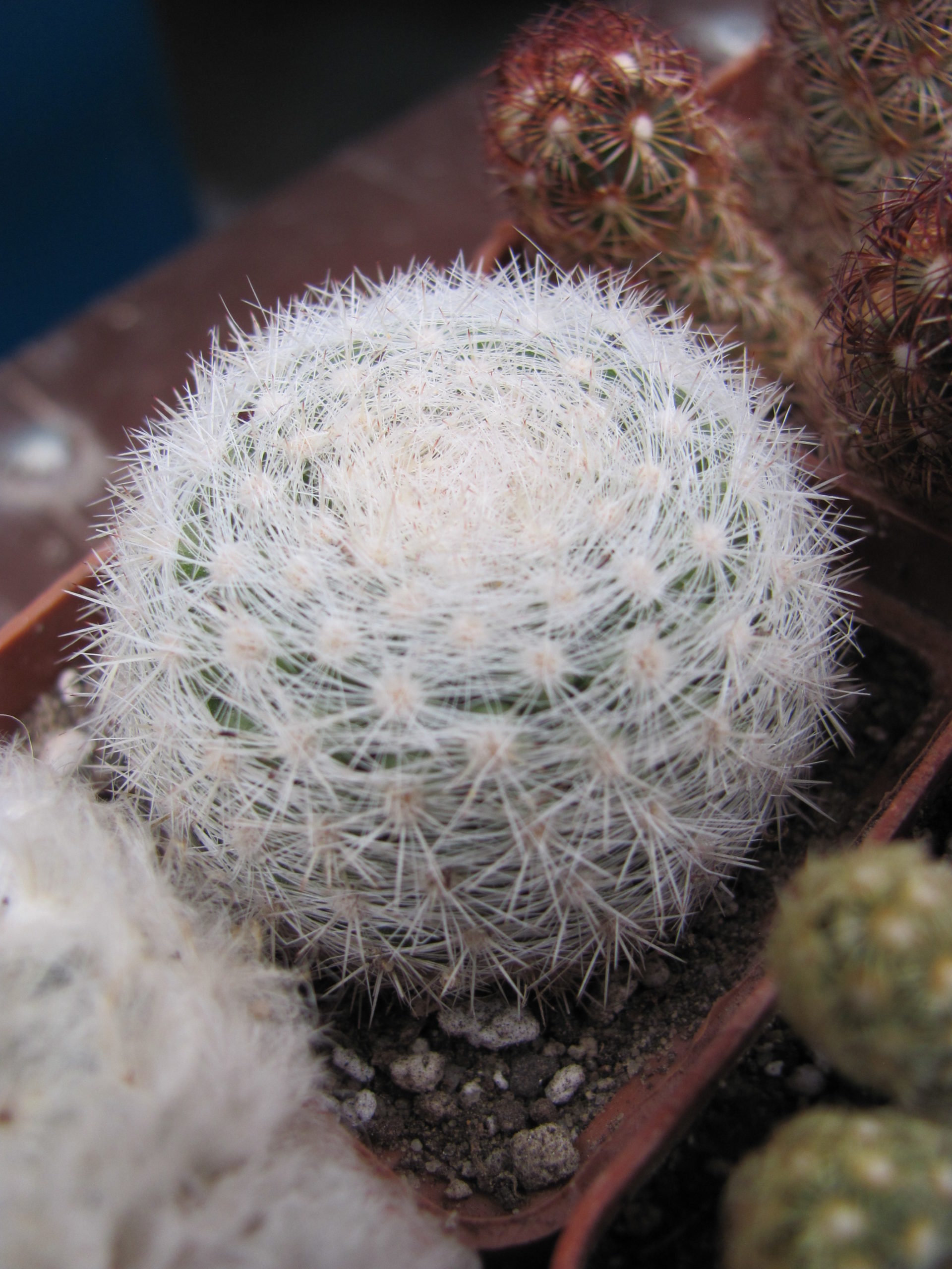 Mammillaria   ortiz - rubion