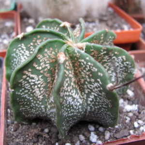 Astrophytum capricorne