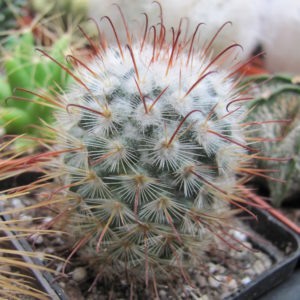 Mammillaria    bombycina