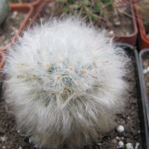 Mammillaria   multilanata