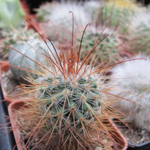 Mammillaria    magnifica