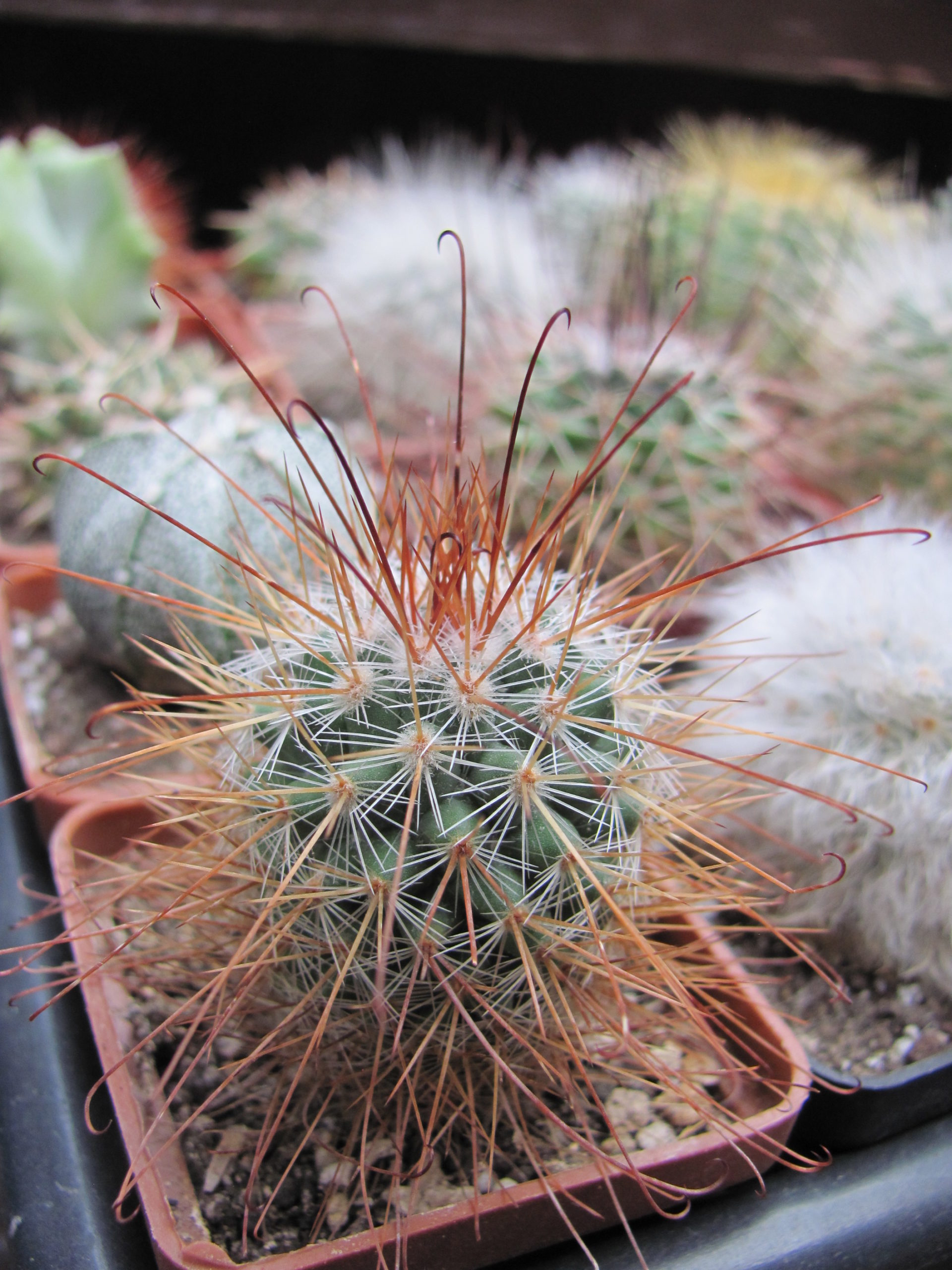 Mammillaria    magnifica
