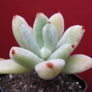 Echeveria   leucotricha