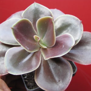 Echeveria  Bimbo