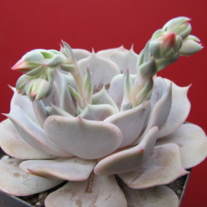 Echeveria   lilacina x Debbie