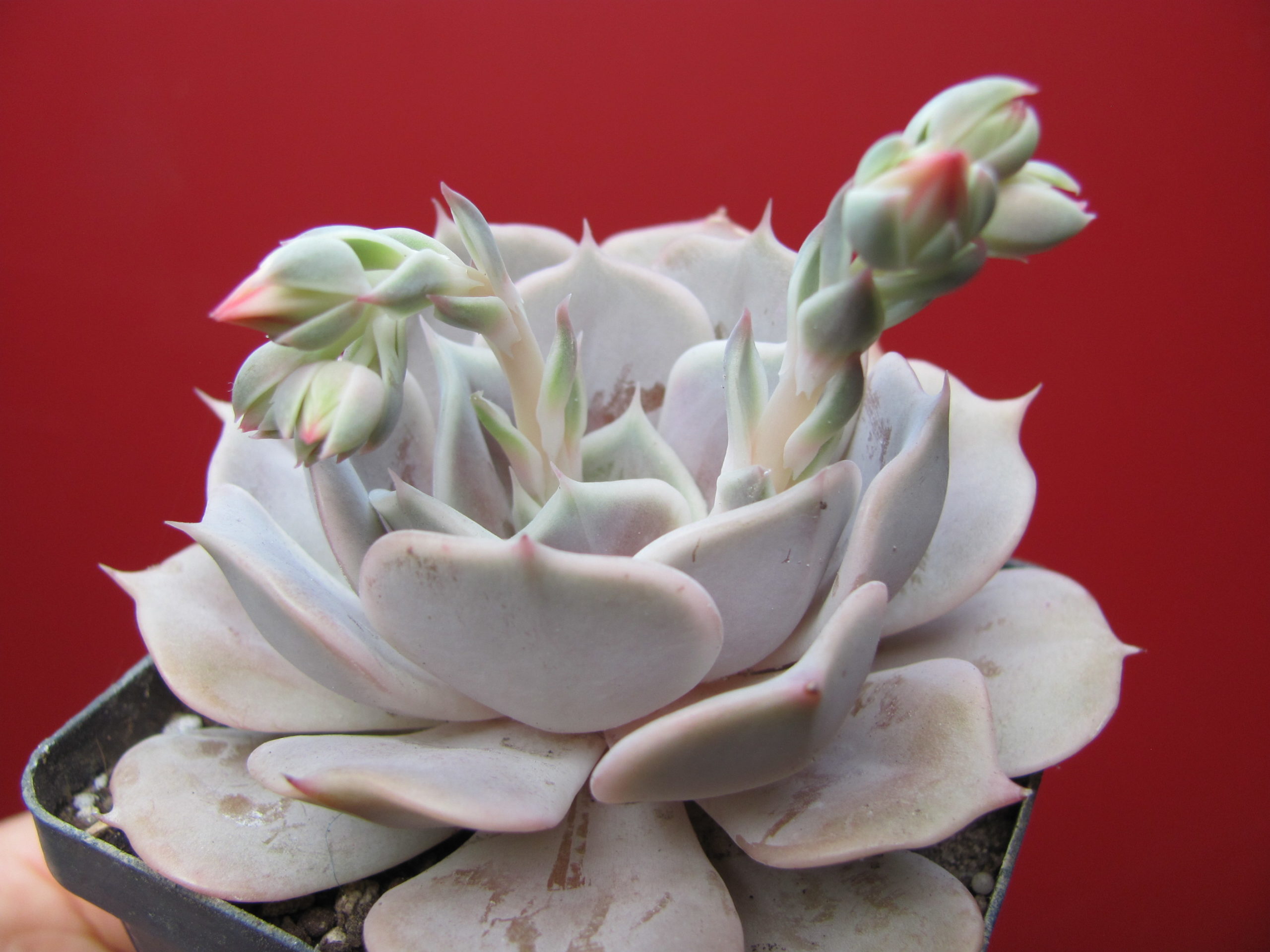 Echeveria   lilacina x Debbie