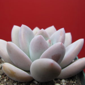 Pachyveria    Opalina