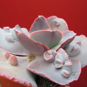 Echeveria Raggamuffin