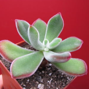 Echeveria    pulvinata   Ruby