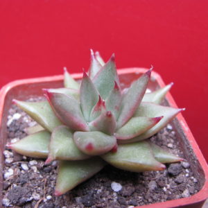 Echeveria   agavoides   Aguamarin