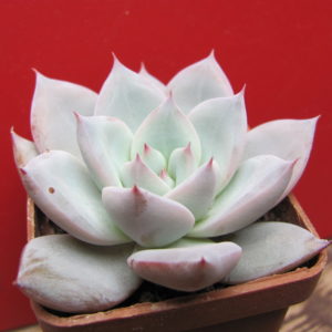 Echeveria   Beatrice