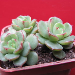Echeveria  Pudgy     ( Sedeveria )